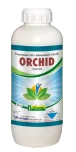 Orchid